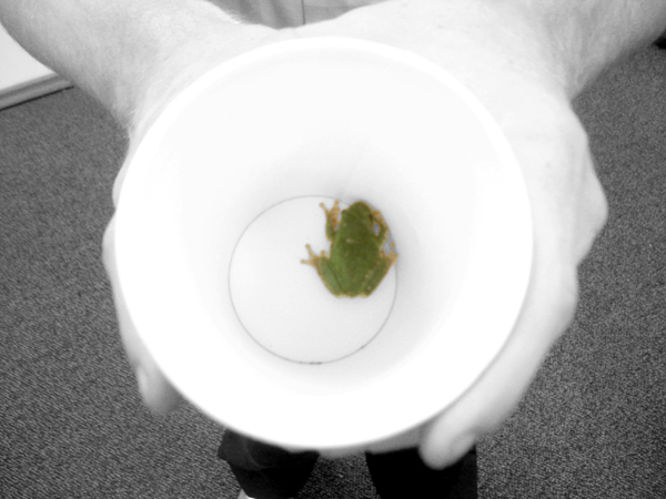 froggy