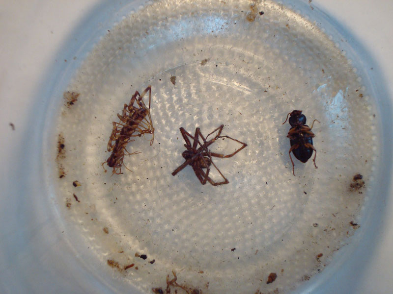 bug trap
