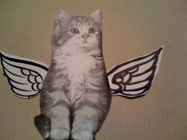 cat attack
