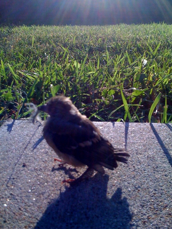 little bird's last or first couple minutes