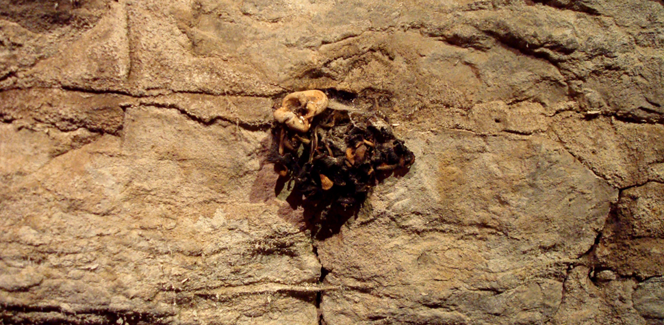 wall growth