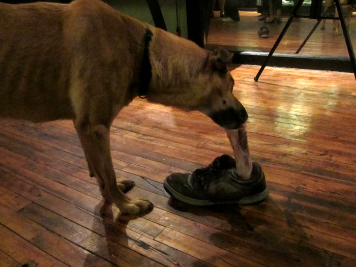dog eats man